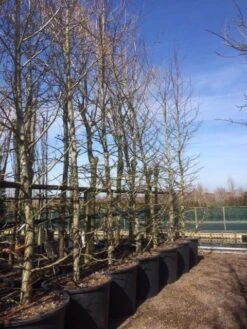 Amberboom (Liquidambar Styraciflua) 33 Amberboom (Liquidambar Styraciflua) -Green Roots Exporteren Winkel liquidambar styraciflua geveerd 2025 2