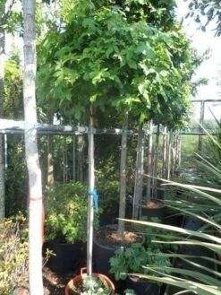 Amberboom Op Stam (Liquidambar 'Gum Ball') -Green Roots Exporteren Winkel liquidambar styraciflua gum ball 150stam c40
