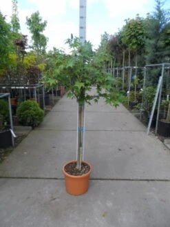Amberboom Op Stam (Liquidambar 'Gum Ball') -Green Roots Exporteren Winkel liquidambar styraciflua gum ball halfstam c25