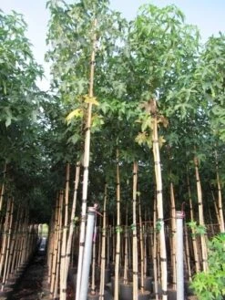 Amberboom (Liquidambar Styraciflua) 36 Amberboom (Liquidambar Styraciflua) -Green Roots Exporteren Winkel liquidambar styracuflua