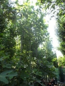 Tulpenboom (Liriodendron Tulipifera) -Green Roots Exporteren Winkel liriodendron tulipifera 12 14ho cont