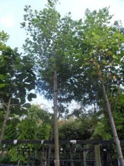 Tulpenboom (Liriodendron Tulipifera) -Green Roots Exporteren Winkel liriodendron tulipifera 25 30 35ho c500