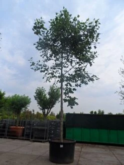 Tulpenboom (Liriodendron Tulipifera) -Green Roots Exporteren Winkel liriodendron tulipifera 35 45ho c1000