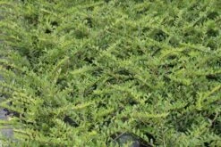 Struikkamperfoelie (Lonicera Pileata) -Green Roots Exporteren Winkel lonicera pileata 1 2