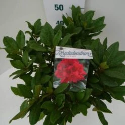Rhododendron (Rhododendron 'Lord Roberts') -Green Roots Exporteren Winkel lord robert c7.5 boven 1