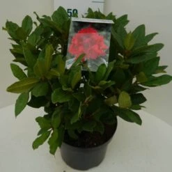 Rhododendron (Rhododendron 'Lord Roberts') -Green Roots Exporteren Winkel lord robert c7.5 zij 1