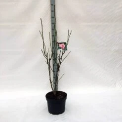 Beverboom (Magnolia 'Heaven Scent') -Green Roots Exporteren Winkel m. heaven scent c10 2