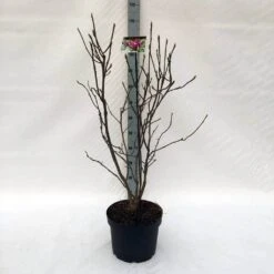 Beverboom (Magnolia Liliiflora 'Nigra') -Green Roots Exporteren Winkel m. lil. nigra c10 1