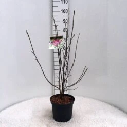 Beverboom (Magnolia Liliiflora 'Nigra') -Green Roots Exporteren Winkel m. lil. nigra c5 2