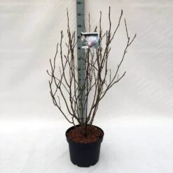 Beverboom (Magnolia Soulangeana) -Green Roots Exporteren Winkel m. soulangeana c10 2