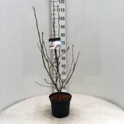 Beverboom (Magnolia Soulangeana) -Green Roots Exporteren Winkel m. soulangeana c5