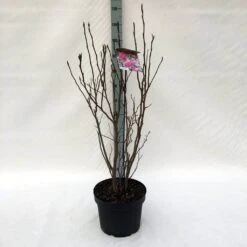 Beverboom, Struik (Magnolia Susan) 21 Beverboom, Struik (Magnolia Susan) -Green Roots Exporteren Winkel m. susan c10