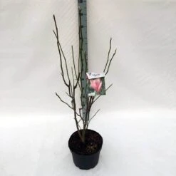 Beverboom (Magnolia 'Heaven Scent') -Green Roots Exporteren Winkel ma. heaven scent c10 2