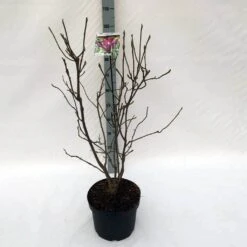 Beverboom (Magnolia Liliiflora 'Nigra') -Green Roots Exporteren Winkel ma. lil. nigra c10 2