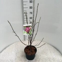 Beverboom (Magnolia Liliiflora 'Nigra') -Green Roots Exporteren Winkel ma. lil. nigra c5 1