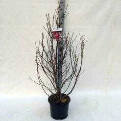 Beverboom, Struik (Magnolia Susan) 22 Beverboom, Struik (Magnolia Susan) -Green Roots Exporteren Winkel ma. susan c15 125 150 cm