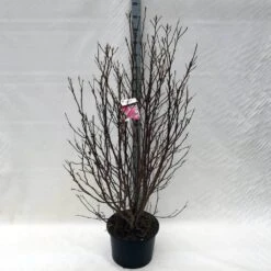 Beverboom, Struik (Magnolia Susan) 23 Beverboom, Struik (Magnolia Susan) -Green Roots Exporteren Winkel ma. susan c15 150 cm 1