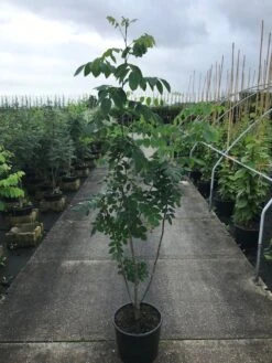 Maackia (Maackia Amurensis) -Green Roots Exporteren Winkel maackia amurensis c20 2 002 2