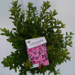 Japanse Azalea (Rhododendron 'Madame Van Hecke') -Green Roots Exporteren Winkel mad. v. hecke c4 boven 1