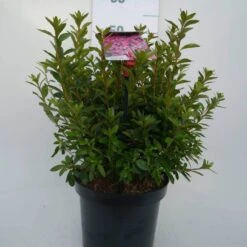 Japanse Azalea (Rhododendron 'Madame Van Hecke') -Green Roots Exporteren Winkel mad. v. hecke c4 voor 1
