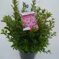 Japanse Azalea (Rhododendron 'Madame Van Hecke') 21 Japanse Azalea (Rhododendron 'Madame Van Hecke') -Green Roots Exporteren Winkel mad. v. hecke c4 zij