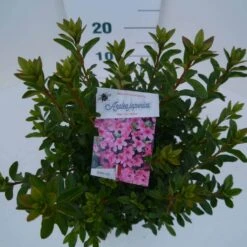 Japanse Azalea (Rhododendron 'Madame Van Hecke') 17 Japanse Azalea (Rhododendron 'Madame Van Hecke') -Green Roots Exporteren Winkel mad. van hecke c2 boven
