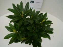 Rhododendron (Rhododendron 'Madame Masson') -Green Roots Exporteren Winkel madamme masson c2 boven