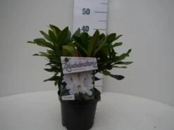 Rhododendron (Rhododendron 'Madame Masson') -Green Roots Exporteren Winkel madamme masson c2 voor 1