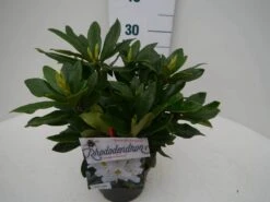 Rhododendron (Rhododendron 'Madame Masson') -Green Roots Exporteren Winkel madamme masson c2 zij 1