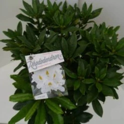 Rhododendron (Rhododendron 'Madame Masson') -Green Roots Exporteren Winkel madamme masson c7.5 boven