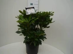 Rhododendron (Rhododendron 'Madame Masson') -Green Roots Exporteren Winkel madamme masson c7.5 voor 1