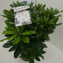 Rhododendron (Rhododendron 'Madame Masson') -Green Roots Exporteren Winkel madamme masson c7.5 zij 1