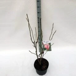 Beverboom (Magnolia 'Heaven Scent') -Green Roots Exporteren Winkel mag. heaven scent c10 2