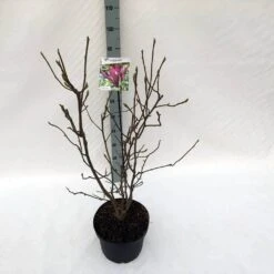 Beverboom (Magnolia Liliiflora 'Nigra') -Green Roots Exporteren Winkel mag. lil. nigra c10 2