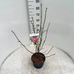 Beverboom (Magnolia Liliiflora 'Nigra') -Green Roots Exporteren Winkel mag. lil. nigra c5