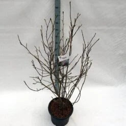 Beverboom (Magnolia Soulangeana) -Green Roots Exporteren Winkel mag. soulangeana c20