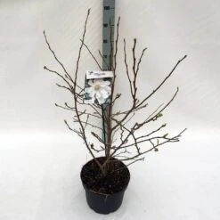 Stermagnolia (Magnolia Stellata) -Green Roots Exporteren Winkel mag. stellata c10 3