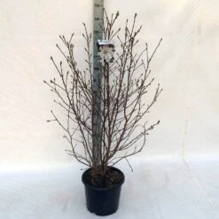 Stermagnolia (Magnolia Stellata) -Green Roots Exporteren Winkel mag. stellata c15 125 150 cm 2