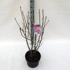 Beverboom, Struik (Magnolia Susan) -Green Roots Exporteren Winkel mag. susan c10 2