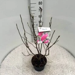 Beverboom, Struik (Magnolia Susan) -Green Roots Exporteren Winkel mag. susan c5 3