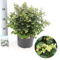 Sneeuwbes (Symphoricarpos 'Magical Galaxy®) -Green Roots Exporteren Winkel magical