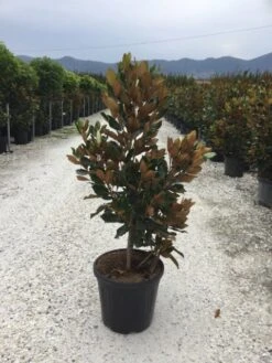 Beverboom (Magnolia Grandiflora 'Little Gem') -Green Roots Exporteren Winkel magnola little gem 125 150 c25