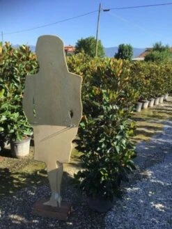 Beverboom (Magnolia Grandiflora 'Little Gem') -Green Roots Exporteren Winkel magnola little gem 125 150 c25 2