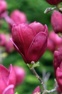 Beverboom (Magnolia 'Genie') -Green Roots Exporteren Winkel magnolia genie peters garden 05