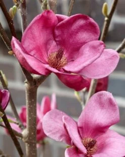 Beverboom (Magnolia 'Genie') -Green Roots Exporteren Winkel magnolia genie 4 1