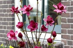 Beverboom (Magnolia 'Genie') -Green Roots Exporteren Winkel magnolia genie 6 1