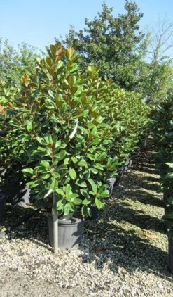 Nieuwe uitgaven -Green Roots Exporteren Winkel magnolia goliath 2