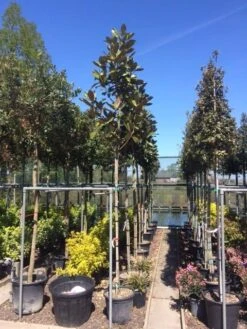 Beverboom (Magnolia Grandiflora 'Gallissoniere') -Green Roots Exporteren Winkel magnolia grandiflora 10 12 2