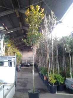 Beverboom (Magnolia Grandiflora 'Gallissoniere') 13 Beverboom (Magnolia Grandiflora 'Gallissoniere') -Green Roots Exporteren Winkel magnolia grandiflora 1 1