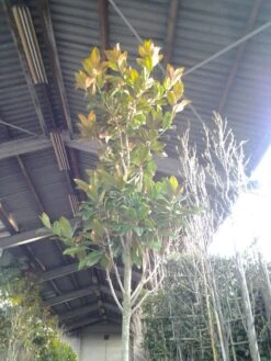 Beverboom (Magnolia Grandiflora 'Gallissoniere') -Green Roots Exporteren Winkel magnolia grandiflora 2 1 3